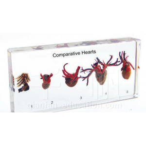 Comparative Hearts Educational Embedded Specimen